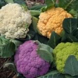 Najbolje sorte karfiola za moskovsku regiju i srednju traku